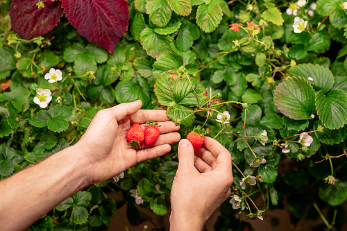 Hands of contemporary male farmer picking red ripe strawberries growing and blooming on green bushes