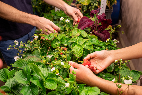Hands of two contemporary farmers picking red ripe strawberries growing on green blooming bushes in the greenhouse