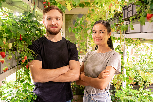 Two young successful cross-armed farmers or gardeners standing in front of camera during work in greenhouse