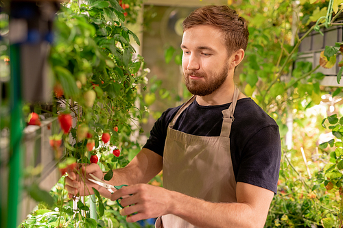 Bearded worker of hothouse wearing apron cutting long twigs with scissors while working alone in small greenhouse