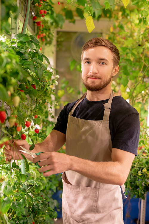 Portrait of content young hothouse worker in apron standing at berry plant and using scissors to cut it