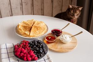 Brown domestic cat sitting by kitchen table with fresh berries, appetizing homemade pancakes and bowls with honey, sourcream and jam