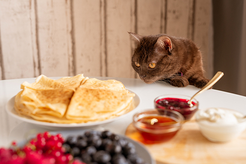 Curious brown cat smelling appetizing pancakes while bending over table served with homemade food for breakfast in the kitchen