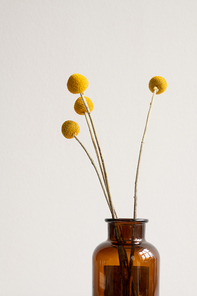 Bunch of yellow dried wildflowers on long stems standing in dark bottle or vase against white wall or background in isolation