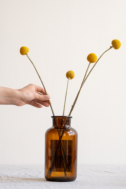 Hand of young creative woman making composition of yellow dried wildflowers while putting them into dark bottle or vase