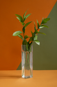 Long narrow glass vase with green domestic plant standing on brown table against double color wall in studio of design or domestic room