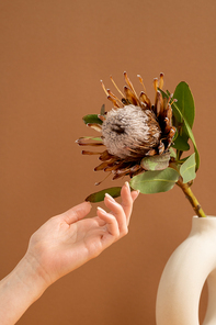 Hands of young woman touching green leaves of large beautiful dried wildflower in vase standing against brown background