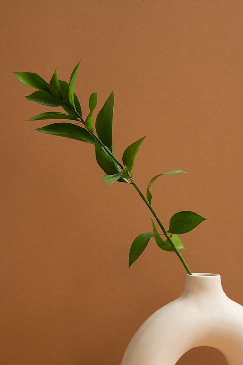 White ceramic ring shaped vase with green domestic plant with many leaves standing against brown background or wall of domestic room