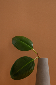 Two oval green thick leaves of domestic plant on thin branch in grey clay jug or vase standing against brown wall as decoration of interior