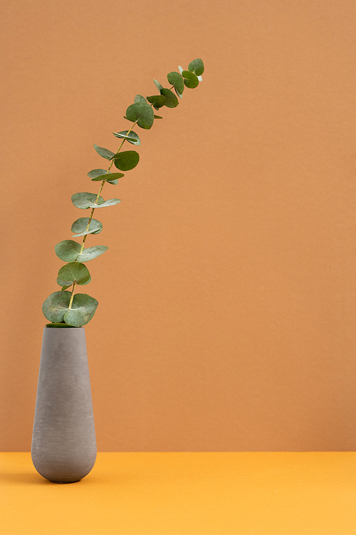 Grey clay or ceramic jug or vase with domestic green plant with long stem standing on table of orange color against light brown wall
