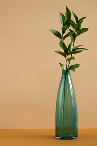 Bottle of blue glass with fresh green domestic plant leaves standing on table against brown wall as part of home interior or studio of design