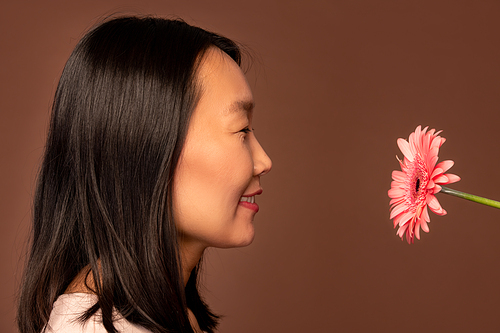 Side view of young cheerful female of Asian ethnicity looking at pink herbera with smile while going to smell it on brown background