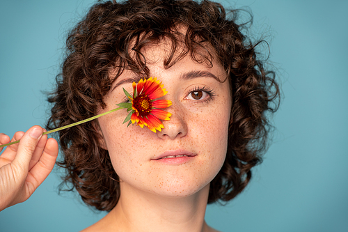 Head of beautiful young freckled brunette woman holding gorgeous daisy by right eye while looking at you against blue background