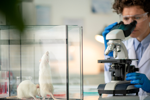 Contemporary female researcher studying antibodies in microscope while making experiment with mice in glass cage in laboratory