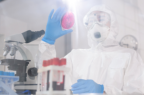 Young female scientist or pharmacist in protective workwear holding petri dish with crimson substance in front of herself during work in lab