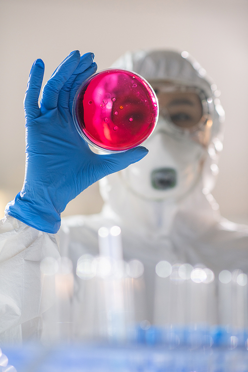 Below view of researcher in gloves examining infectious substance in petri dish while working in laboratory