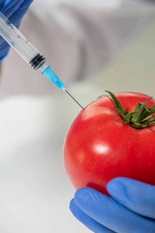 Gloved hands of contemporary scientific researcher injecting red ripe tomato while making experiment with vegetables in laboratory