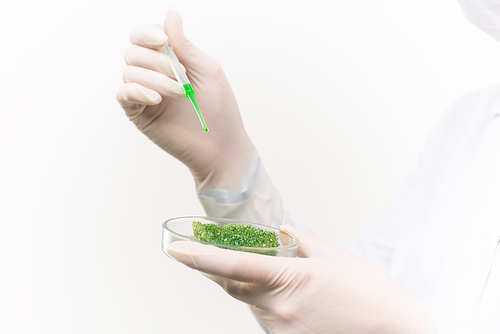 Gloved hands of contemporary scientist dropping green liquid substance into petri dish with chemical or biological material