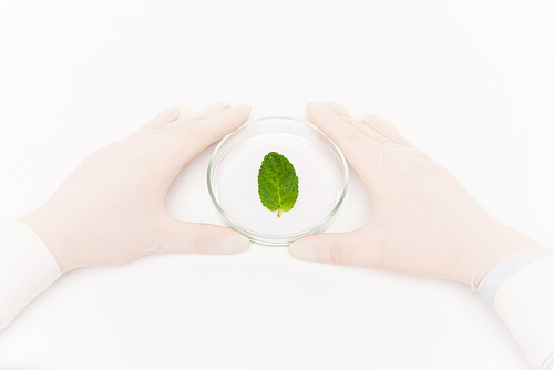 View of gloved human hands surrounding petri dish with small green leaf in isolation over white background