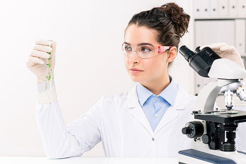Young female biologist in whitecoat, gloves and eyeglasses looking at flask while studying plant with microscope in laboratory