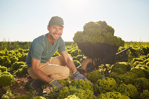 Full length portrait of smiling male worker  while collecting harvest at vegetable plantation outdoors, copy space