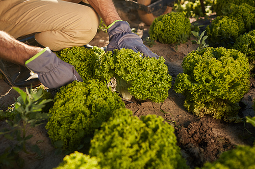 Close up of unrecognizable male worker picking broccoli while harvesting at vegetable plantation outdoors, copy space