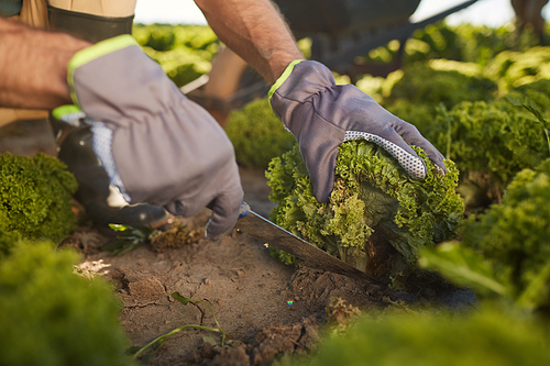 Extreme closeup of unrecognizable male worker cutting broccoli during harvest at vegetable plantation outdoors, copy space