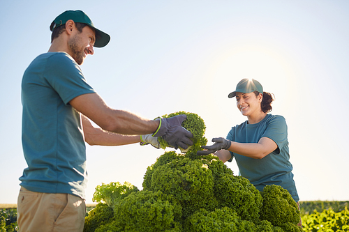 Low angle portrait of two smiling workers loading harvest on cart while standing at vegetable plantation outdoors in sunlight, copy space