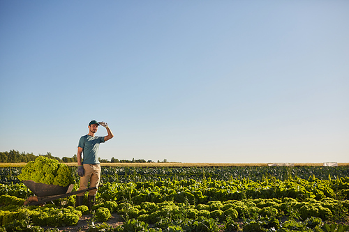 Wide angle view at one male worker holding loaded cart and looking away while standing at vegetable plantation outdoors against blue sky, copy space