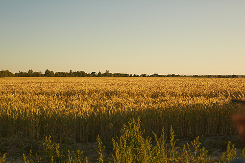 Wide angle view at rich golden field with crops and rye lit by sunset light, rural scene and plantation concept, copy space
