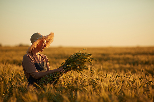 Side view view portrait of smiling woman walking across golden field holding heap of rye and wearing straw hat lit by sunset light, copy space
