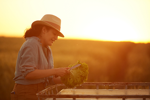 Side view portrait of smiling female farmer cutting and washing vegetables while gathering harvest at field in golden sunset light, copy space