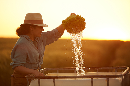 Side view portrait of smiling female farmer washing vegetables while gathering harvest at field in golden sunset light, copy space