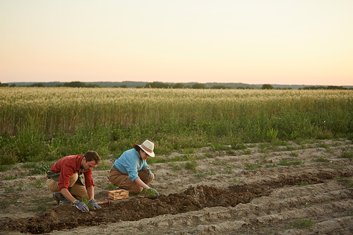 Wide angle portrait of two people working in field at vegetable plantation, focus on young man and woman planting saplings in foreground, copy space