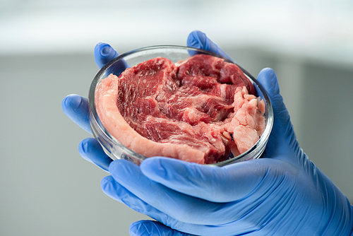 Gloved hands of contemporary scientific researcher holding petri dish with piece of raw vegetable meat in front of camera during experiment