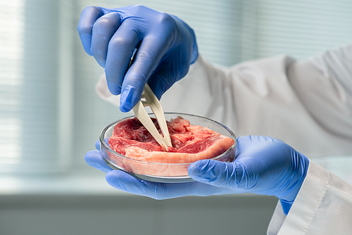 Gloved hands of contemporary scientific researcher taking tiny sample of raw vegetable meat with plastic tweezers from petri dish in laboratory