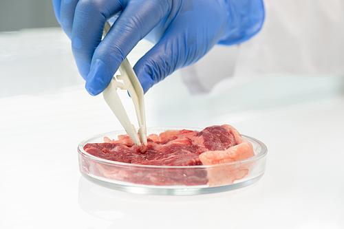 Gloved hand of scientific researcher taking tiny sample of raw vegetable meat with plastic tweezers from petri dish on desk in laboratory