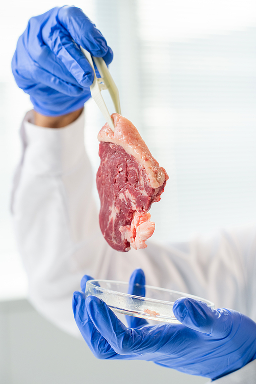 gloved hands of contemporary researcher holding sample of raw  meat with plastic tweezers over petri dish in clinic laboratory