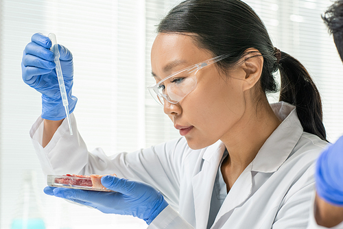 Gloved young female researcher holding petri dish with raw vegetable meat grown in scientific laboratory and dropping liquid substance