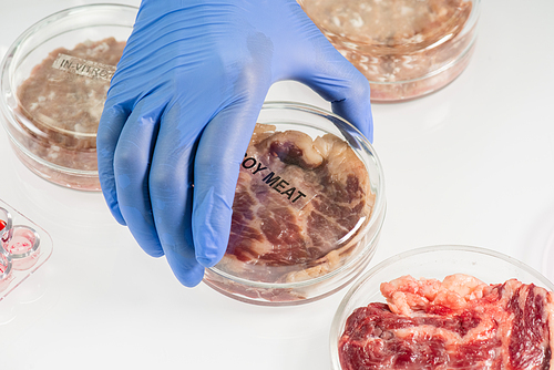 Gloved hand of laboratory worker taking covered petri dish with sample of raw soy meat while going to investigate its characteristics and quality