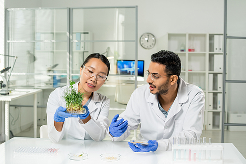 Young female laboratory worker in gloves and whitecoat holding green lab-grown soy sprouts over workplace with her colleague near by