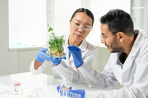Young female laboratory worker in gloves and whitecoat holding green lab-grown soy sprouts while her colleague going to take one