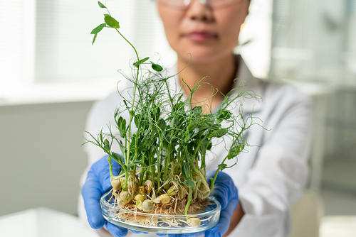 Young gloved female laboratory worker or scientific researcher holding petri dish with green lab-grown soy sprouts in front of camera