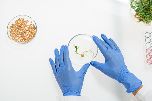 Overview of gloved hands of researcher touching petri dish containing lab-grown soy sprouts during work in modern scientific laboratory