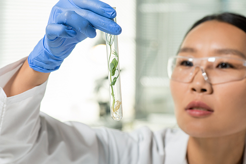 Hand of young Asian female laboratory worker in gloves and protective eyeglasses looking at flask containing green lab-grown soy sprout