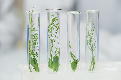 Row of four transparent flasks containing green lab-grown soy sprouts standing on workplace in front of camera during scientific experiment