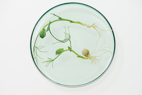 Overview of petri dish containing two lab-grown soy sprouts standing on white table in scientific laboratory with copyspace around