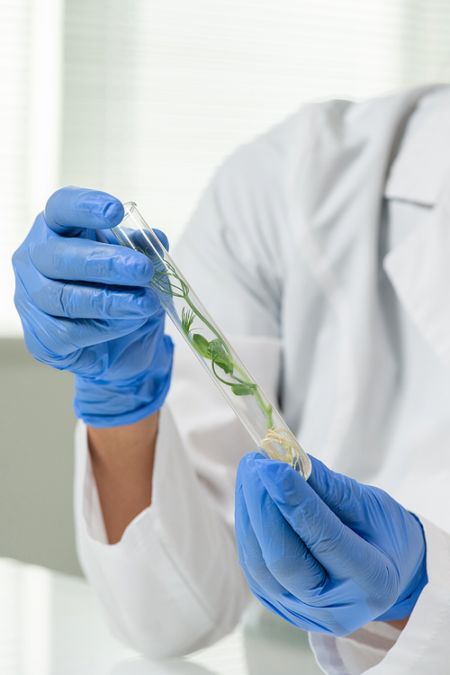 Hands of female laboratory worker in gloves and whitecoat holding flask containing green lab-grown soy sprout during scientific work
