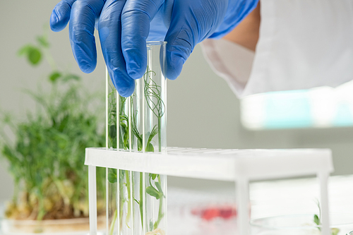 Hand of gloved laboratory worker putting flask containing green lab-grown soy sprout next to other samples during scientific experiment