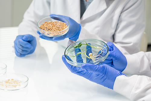 Gloved hands of two contemporary lab workers or researchers in whitecoats sitting by table and studying soy grains and lab-grown sprouts